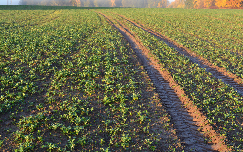 Schwefeldüngung im Herbst Raps