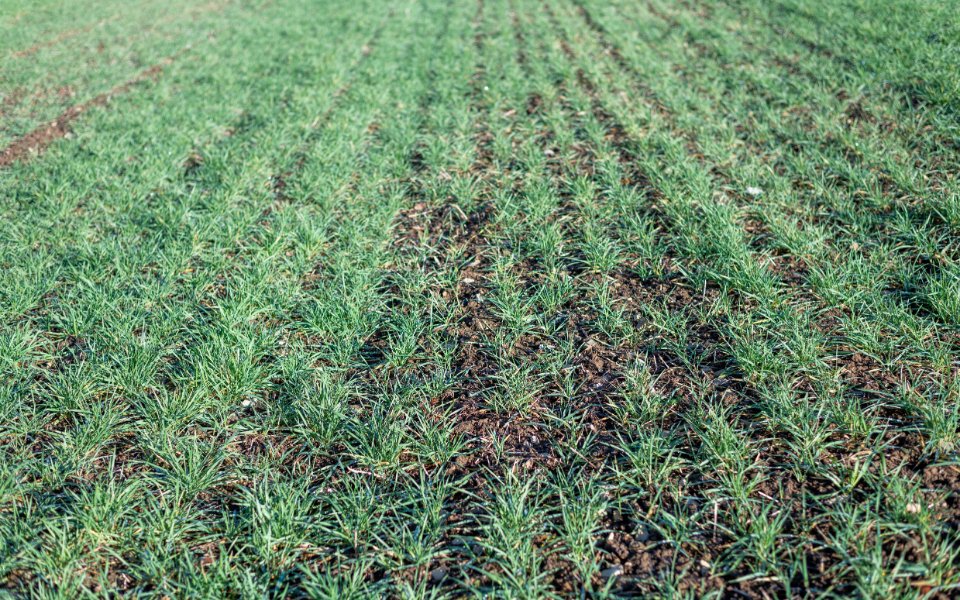 Wintergetreide vitalisieren Herbstvitalisierung