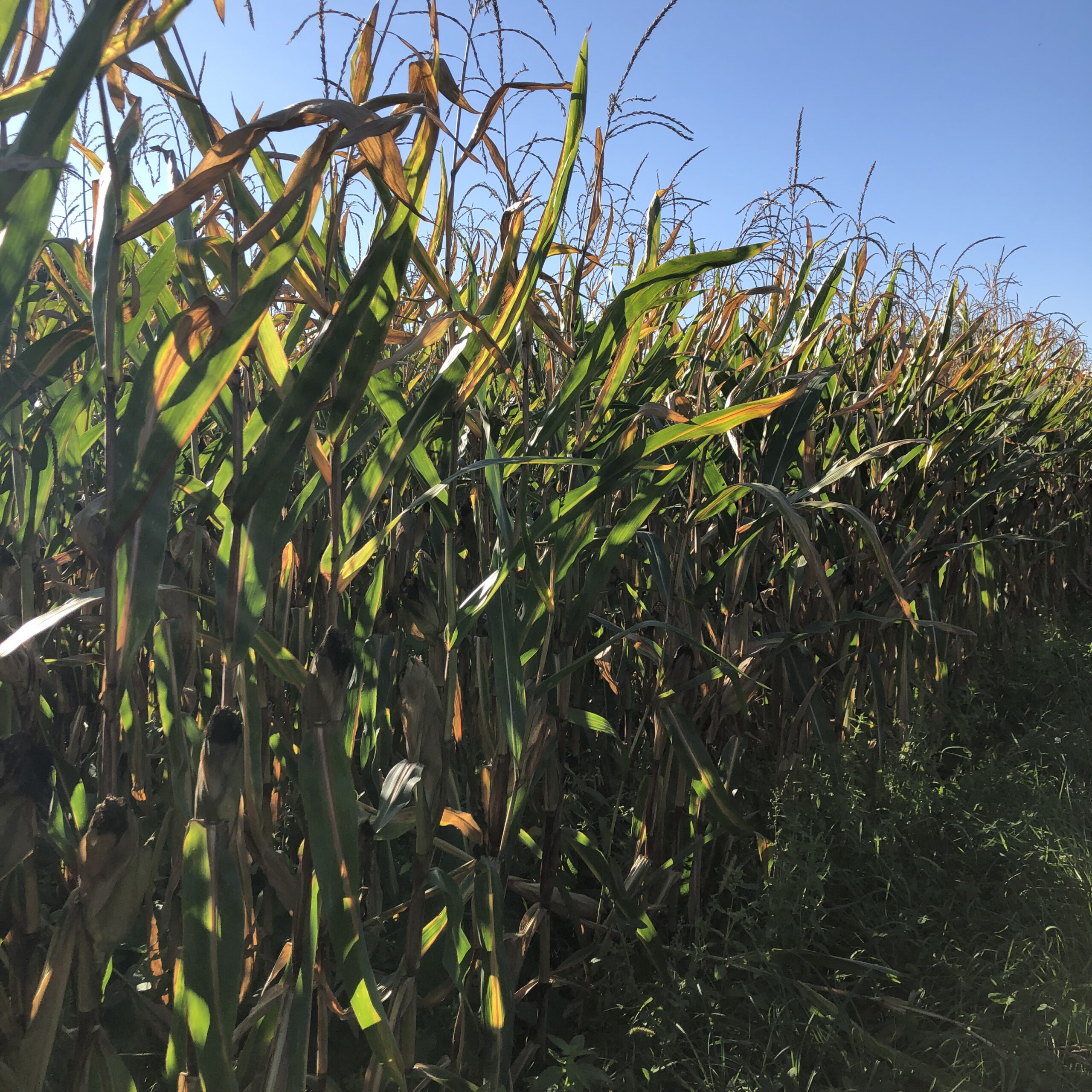 regenerativer Maisanbau